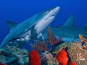 Our arrival at Ginormous Reef brought about lots of inter... by Steven Anderson 
